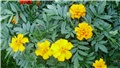 tagetes