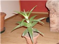 aloe 1
