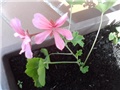 roze jednostruke pelargonije