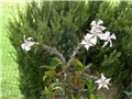 Pachypodium saundersii