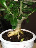 adenium