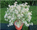 Crassula arborescens undulatifolia