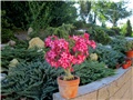 Adenium obesum