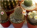 Mammillaria