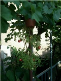 gartenperle