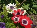 anemone