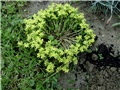 žuti sedum