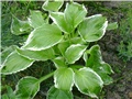 hosta