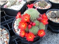 Rebutia marsoneri 
