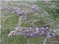 lavanda ljubičasta