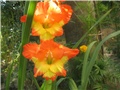 Gladiola