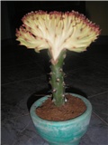 kaktus