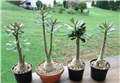 Adenium socotranum