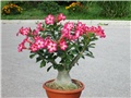 Adenium obesum