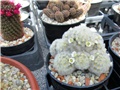 mammillaria carmenae