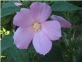 Močvarni hibiskus