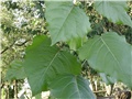 kanadska topola