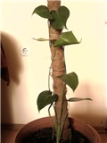 filadendron