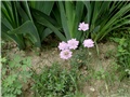 scabiosa japonica5