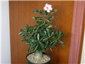 Adenium obesum, sijanac  2012