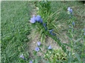 pride of  Madeira1