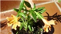 Mimulus aurantiacus