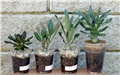 adenium