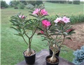 Adenium swazicum 