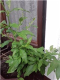 plumbago
