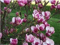 magnolija