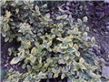 euonymus2