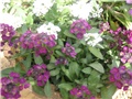 Alyssum