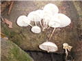 Gljiva 20032