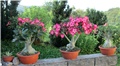 Adenium obesum