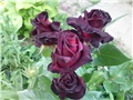 Black Baccara