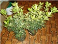 osmanthus