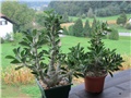 Pachypodium saundersii