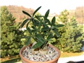 Pachypodium succulentum