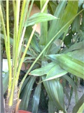 Yucca