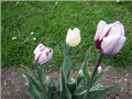 tulipani