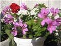 Pelargonije