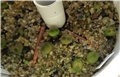 Pseudolithos 