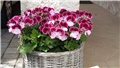 engleska pelargonija