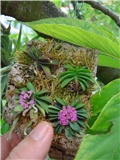 Shoenorchis fragrans