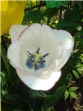 Tulipani