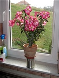 Adenium obesum