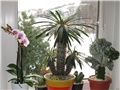 Pachypodium lamerei
