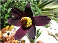 Pulsatilla vulgaris