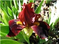 Iris barbata nana