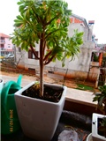 aeonium